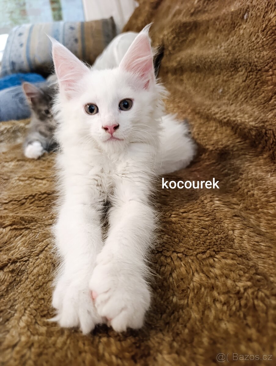 Mainská mývalí kočka - koťata bez PP - 3