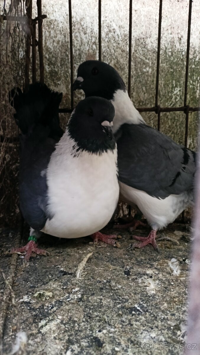 Prodám holuby - 3