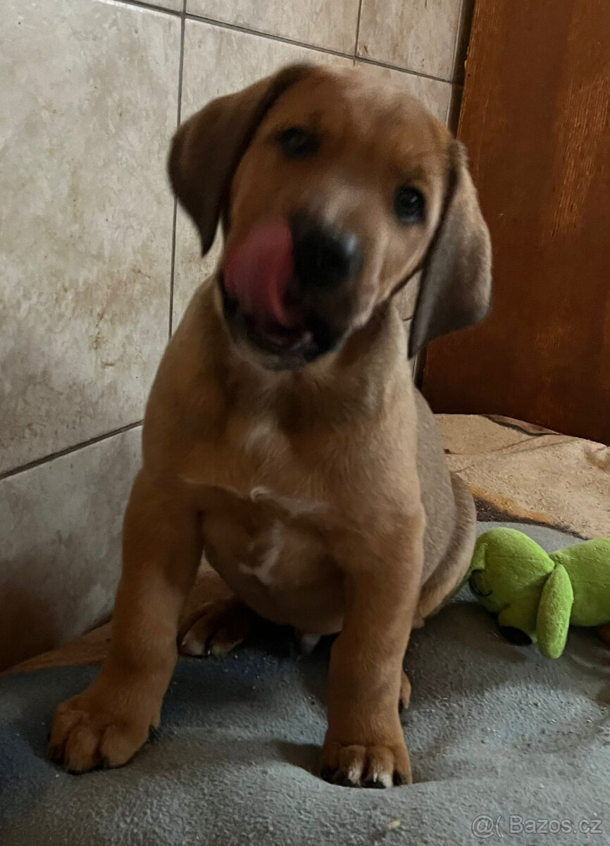 Štěňátka bez PP, Rhodesky Ridgeback - 3