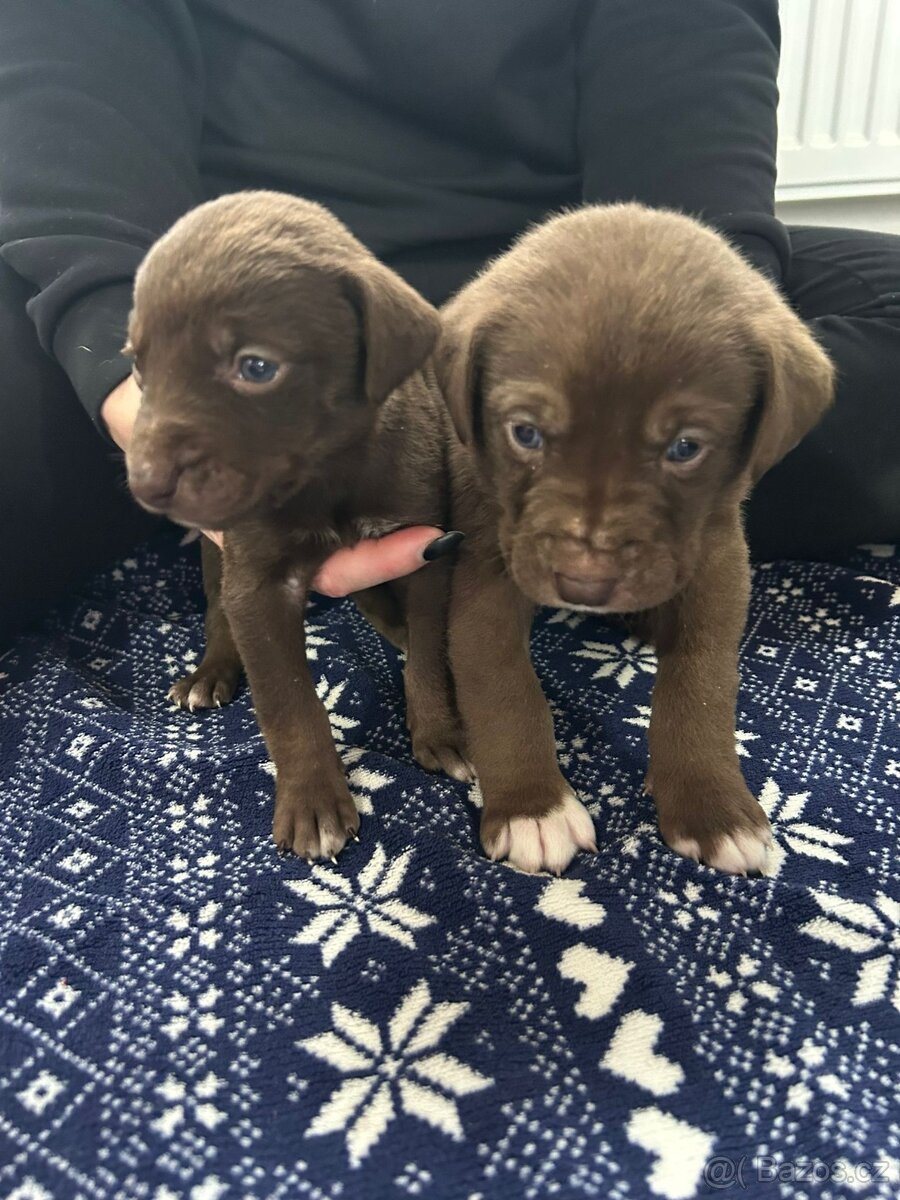 Psi pro aktivní život - 3