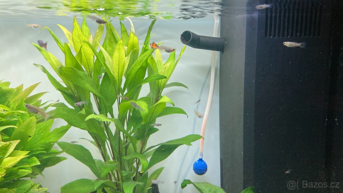 Paví očka všech velikostí - 3