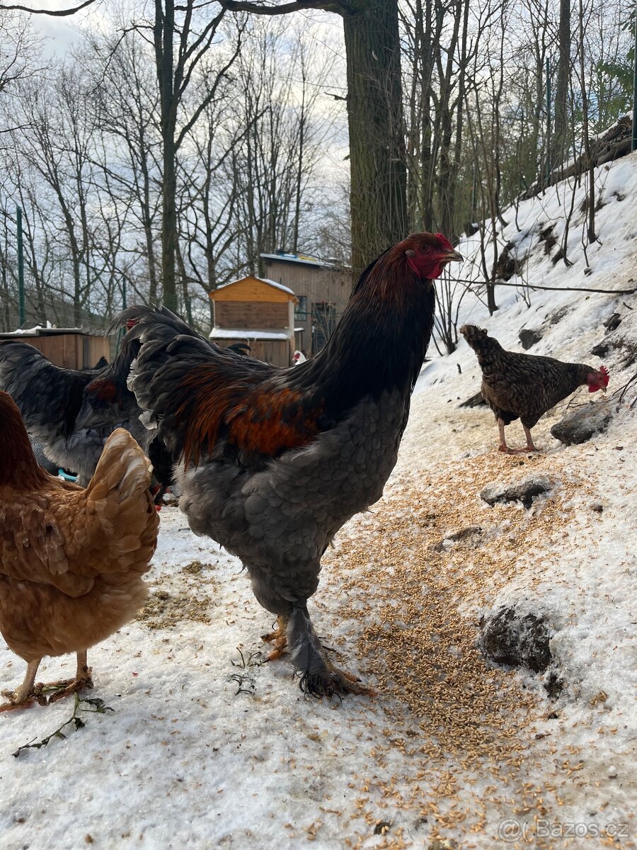 Brahmánka velká - 3