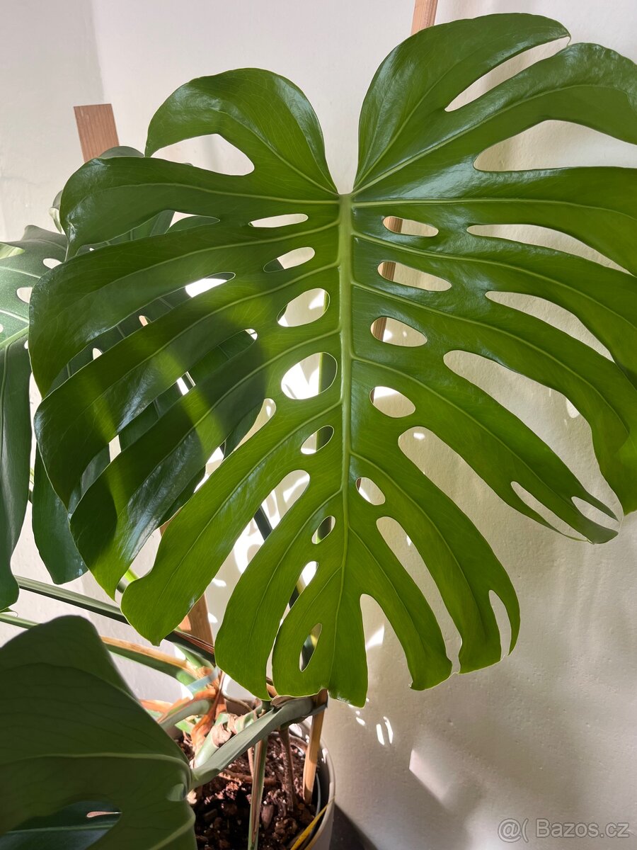 Monstera deliciosa - 3