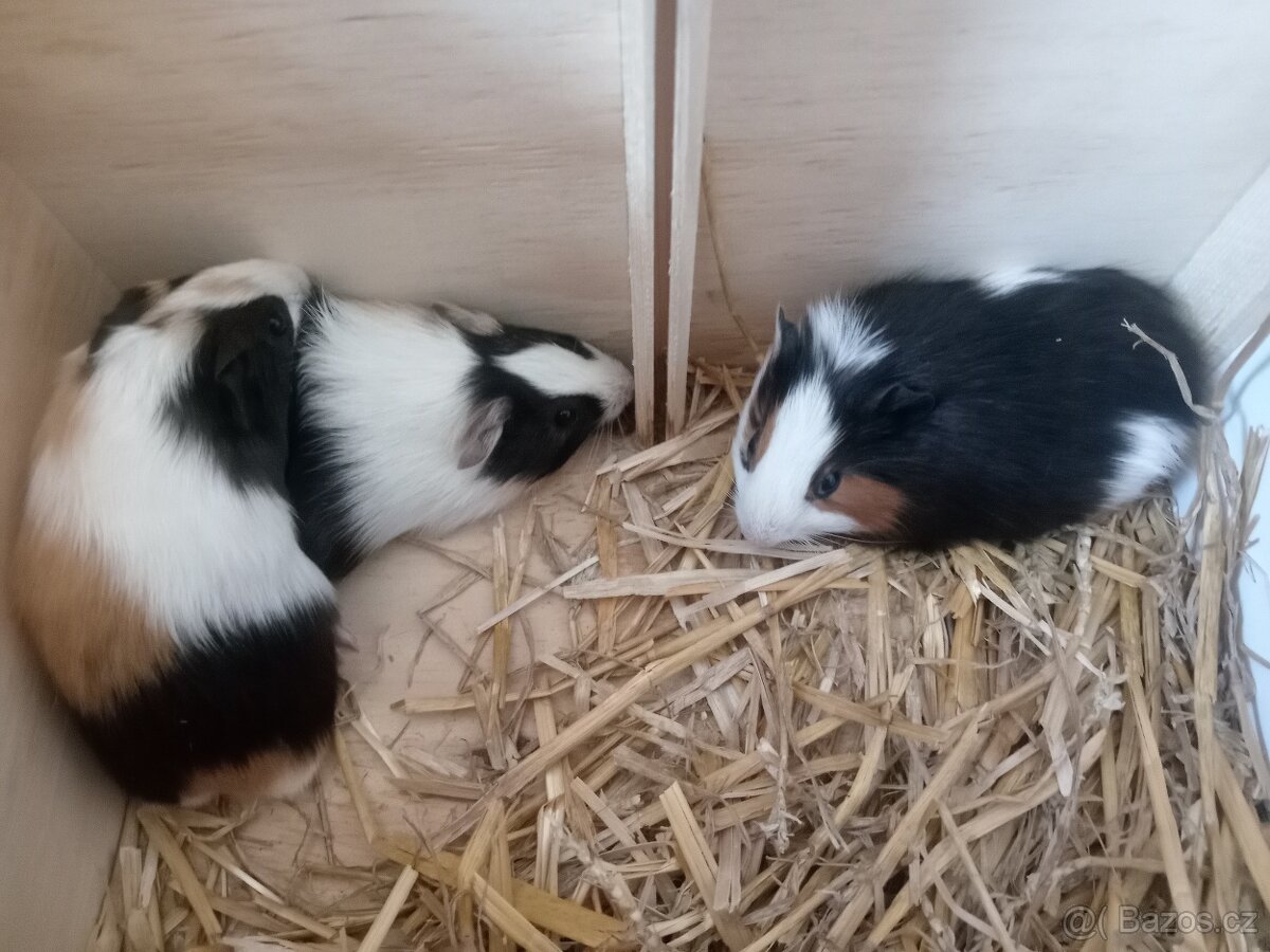 2 krásná morčátka, kluci, mláďata - 3