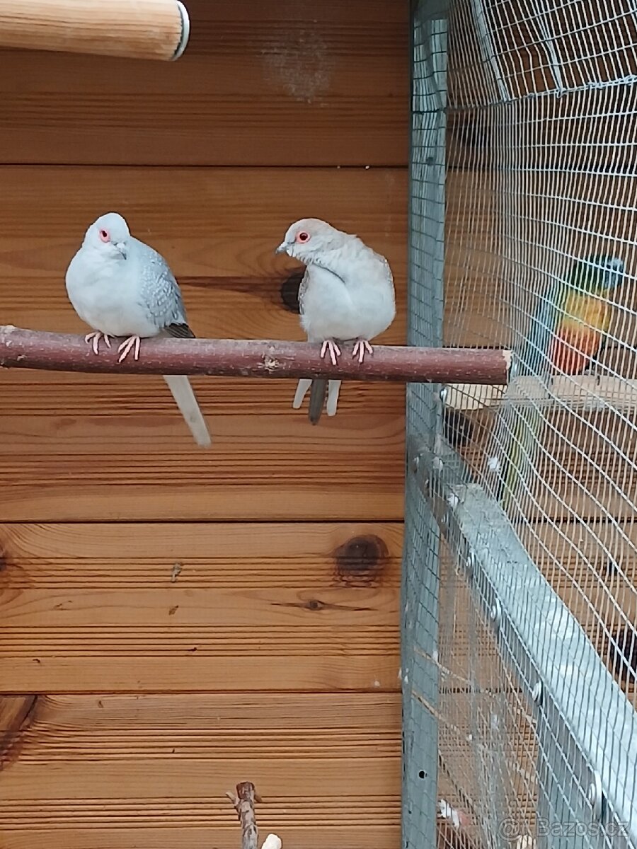 Holoubek diamantový - 3