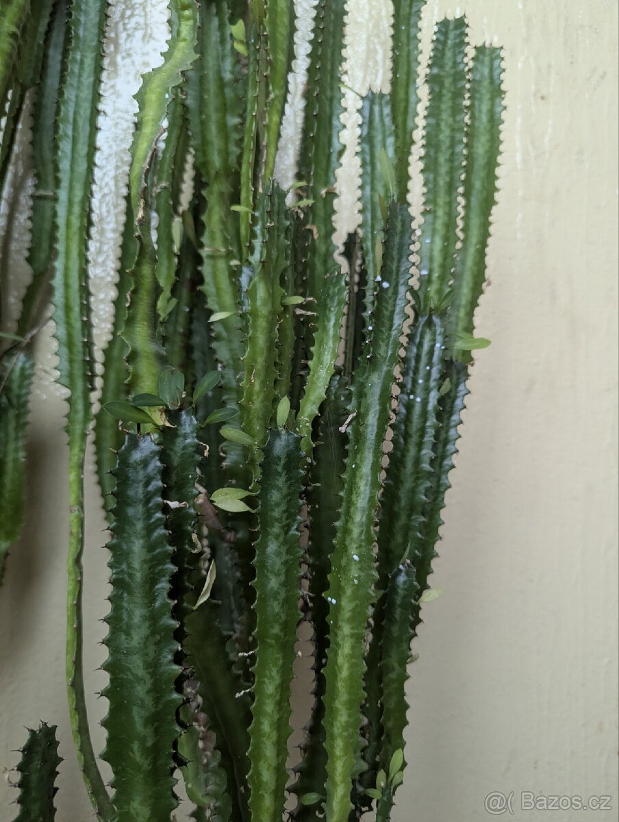 Euphorbia ammak (kaktus) - 3