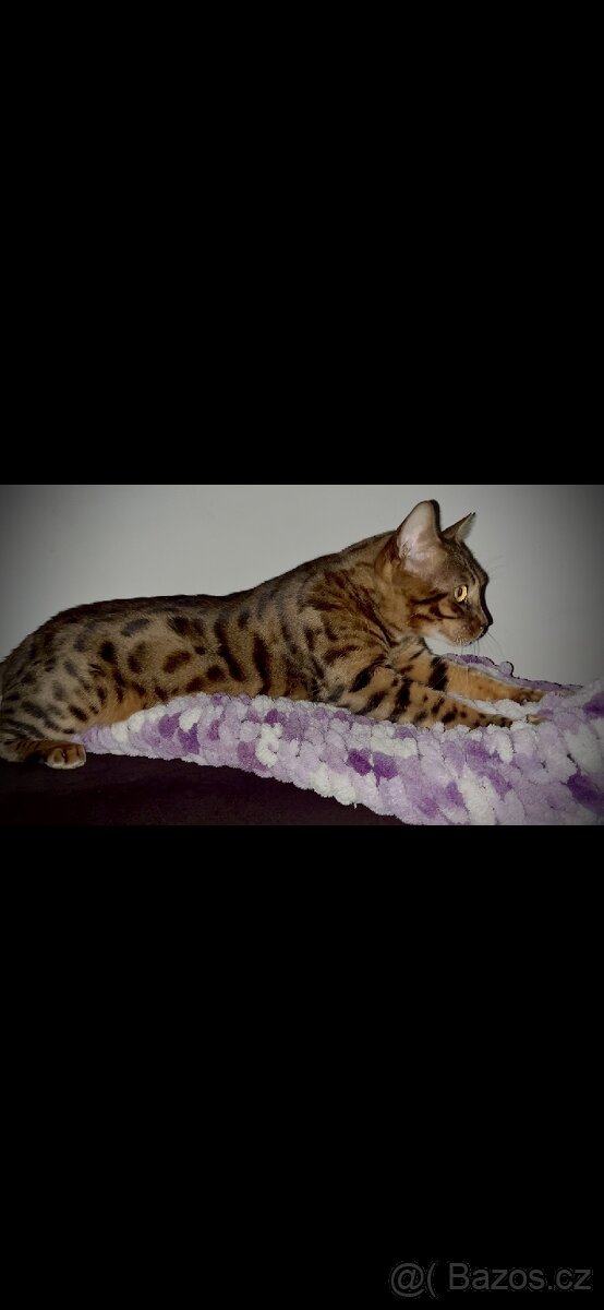 Kočka bengalská - 3