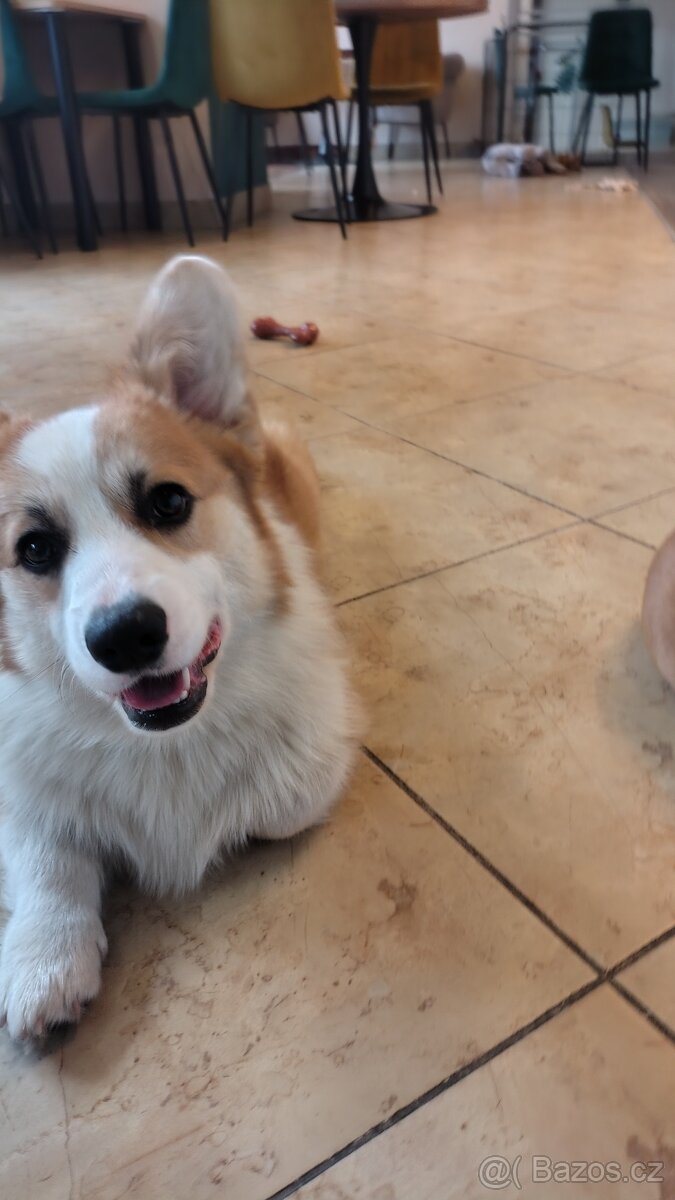 Welsh Corgi Pembroke FCI - 3