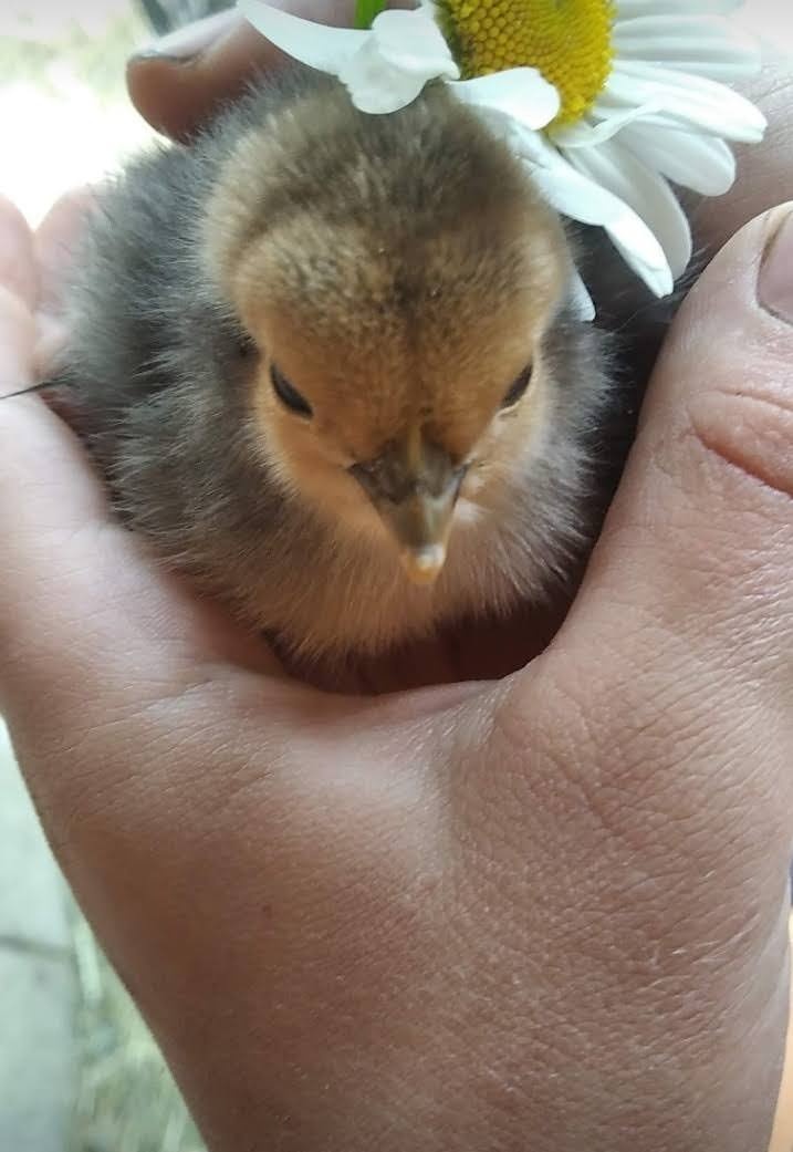 prodám násadová vajíčka - 3