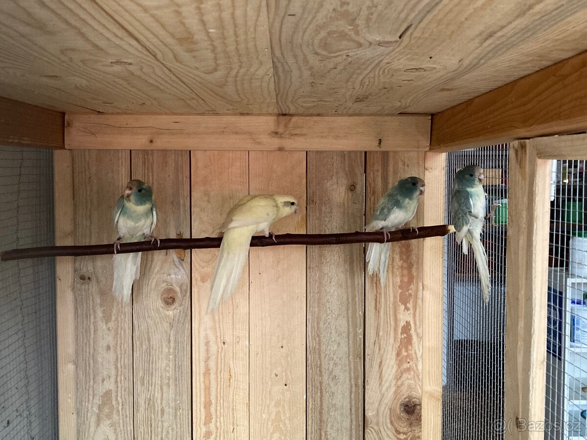 Kakariki červenočelý - 3