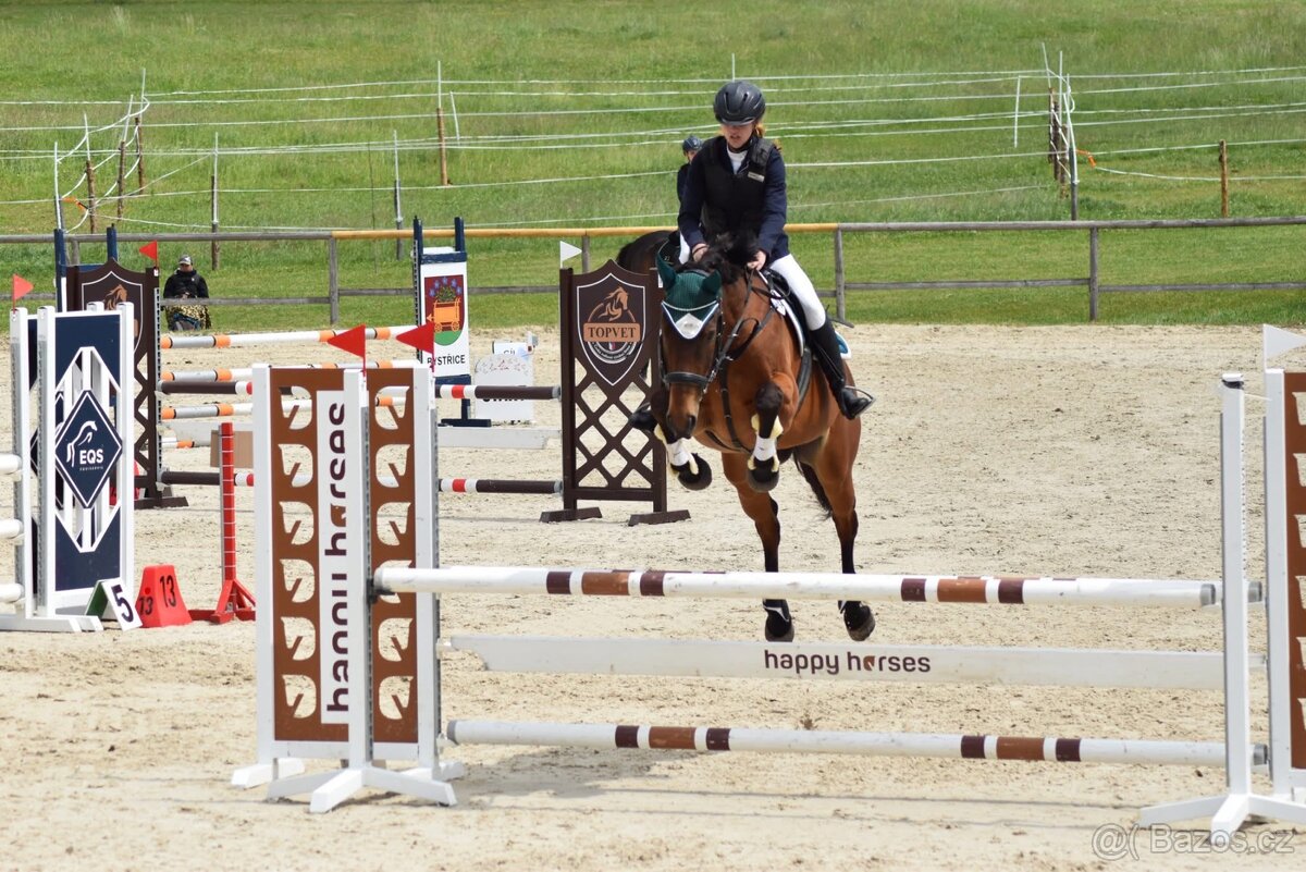 Kobyla na rekreaci, společník, do chovu - 3