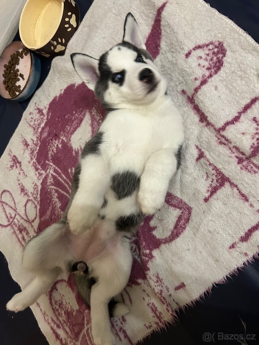 🐾 Štěňátko sibiřský husky 🐾 - 3