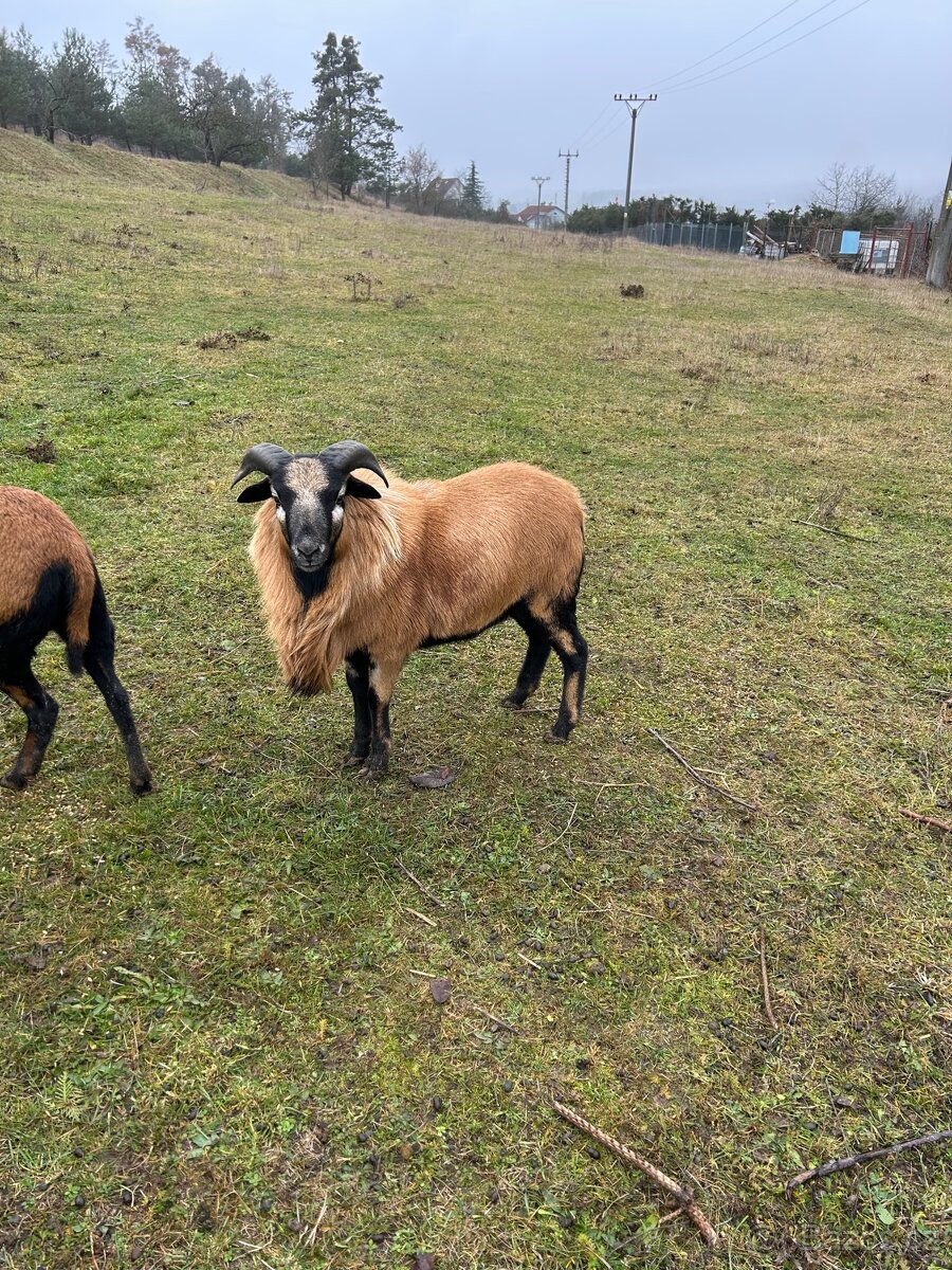 Prodám dva letošní berany - 3