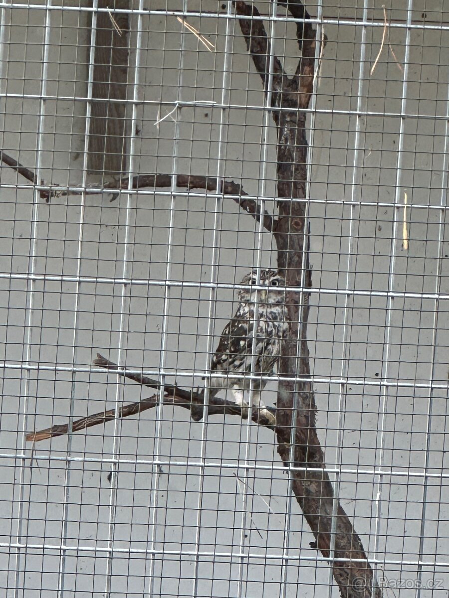 Sýček obecný samice - 3