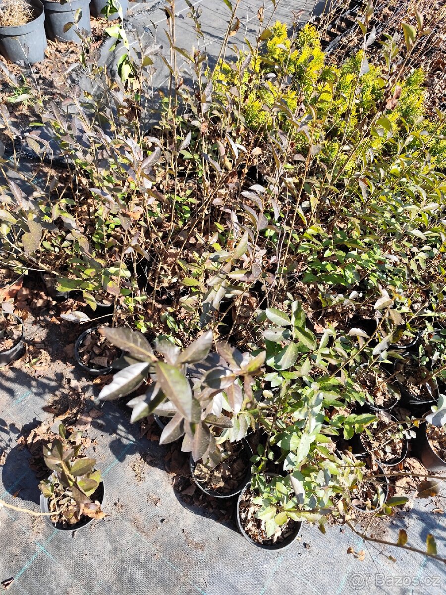 Sazenice ptačí zob - 3