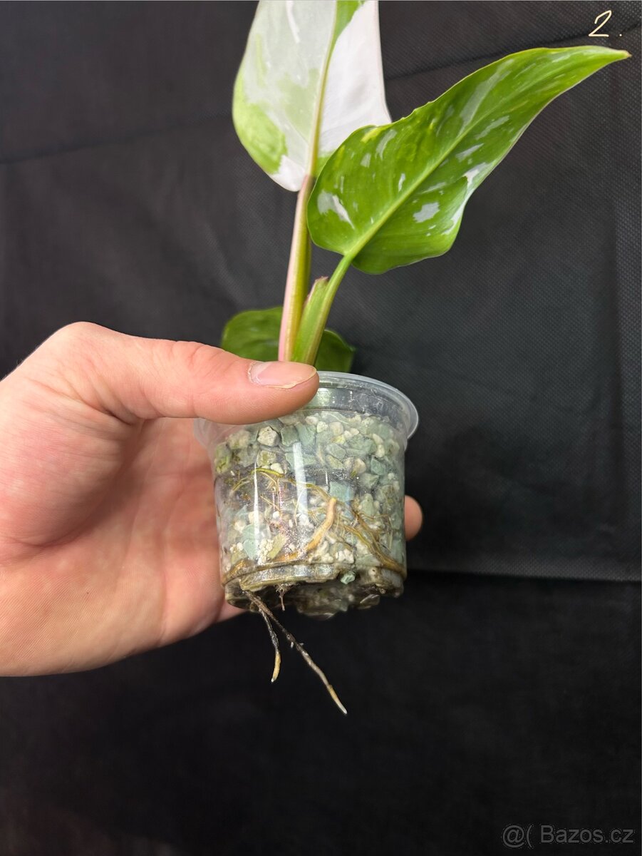 Philadendron White Princess - 3