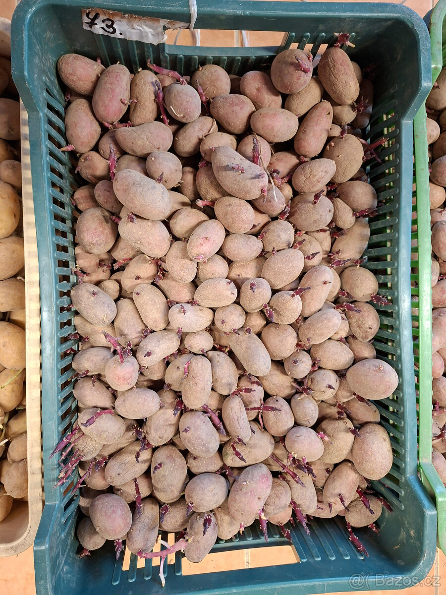 Sadbové brambory - 3