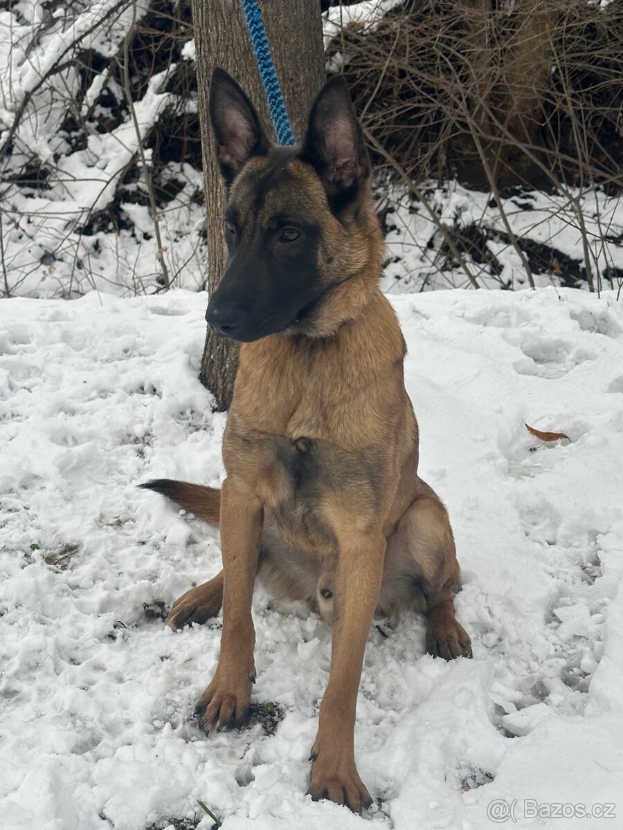Belgický ovčák Malinois - 3