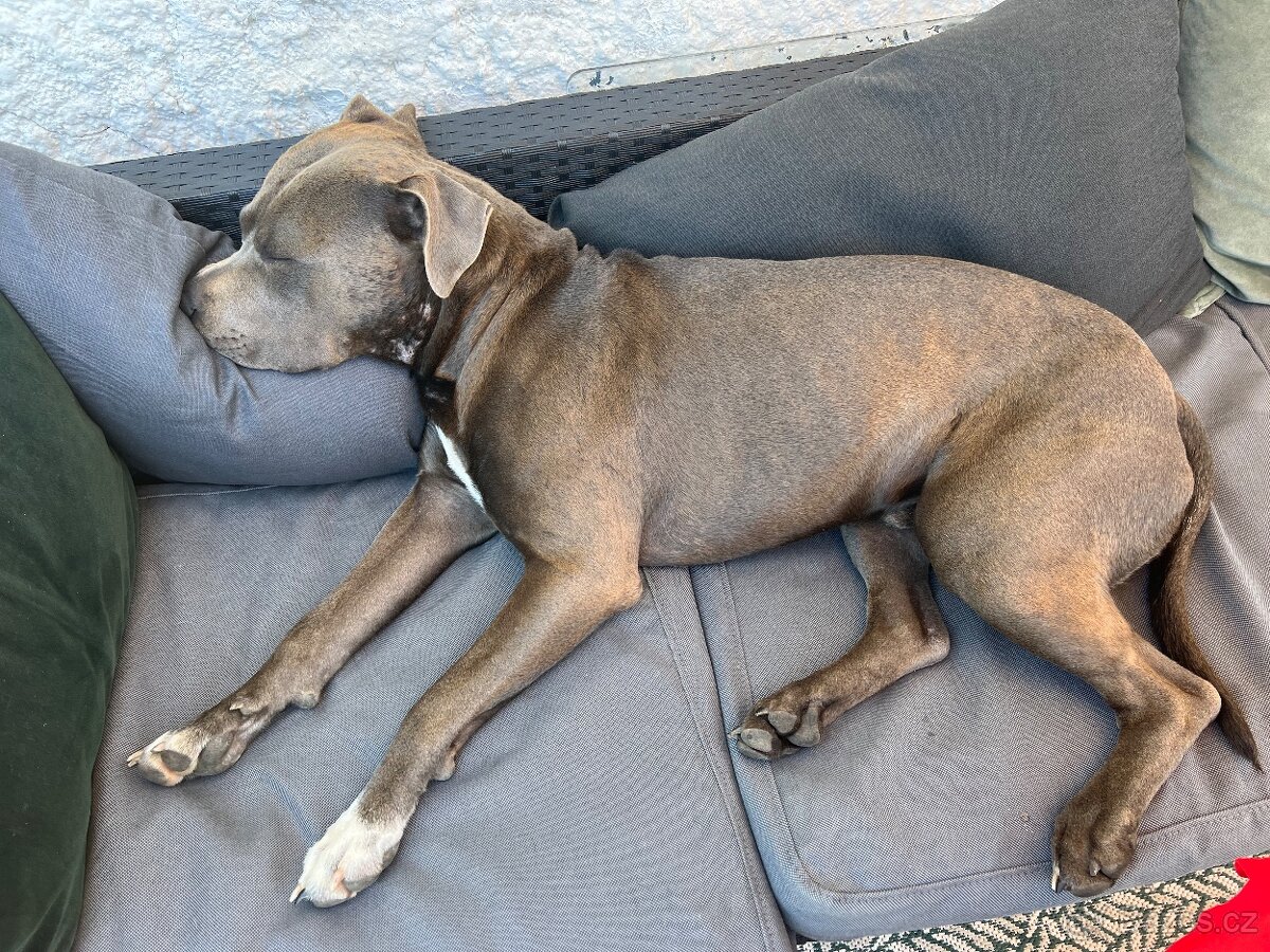 Americký štafordšírský teriér - 3