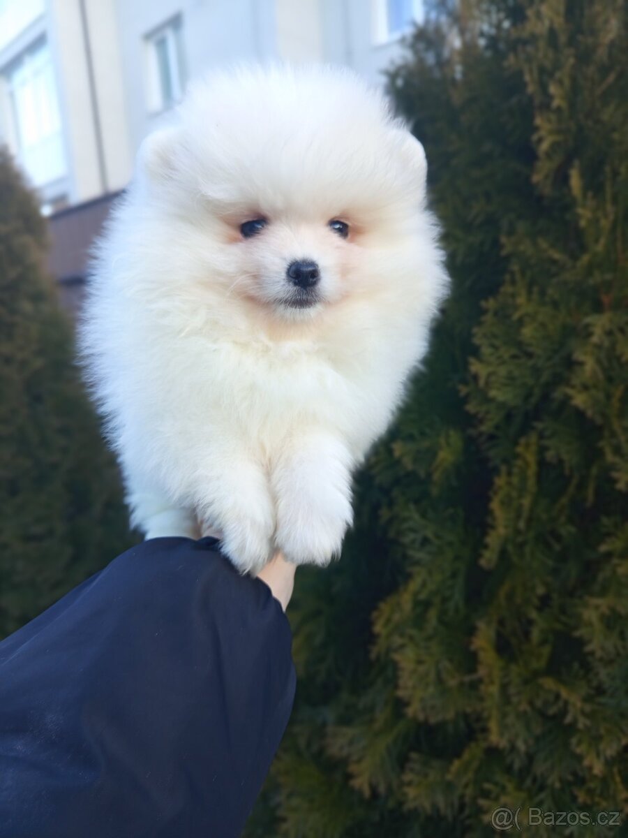 Pomeranian špic - 3