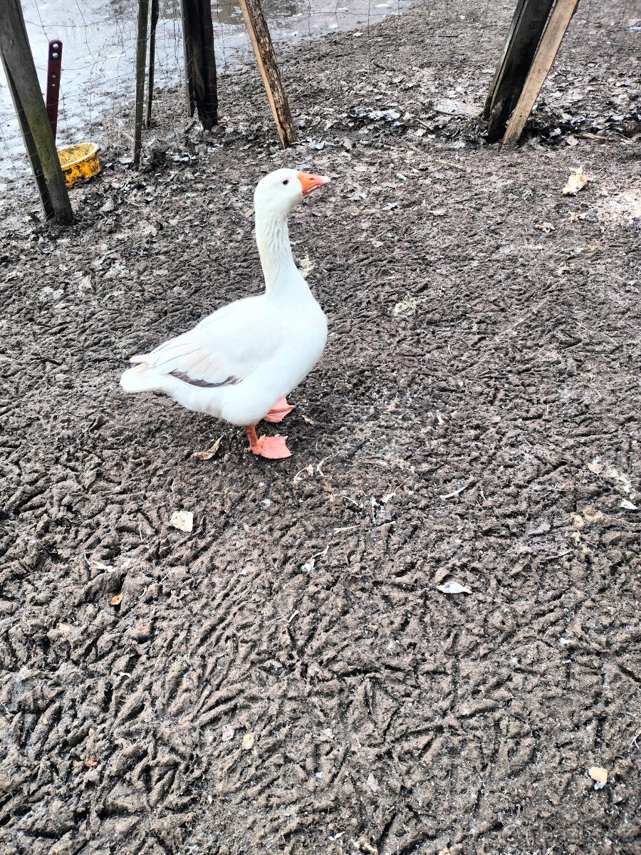 husa kříženec - 3