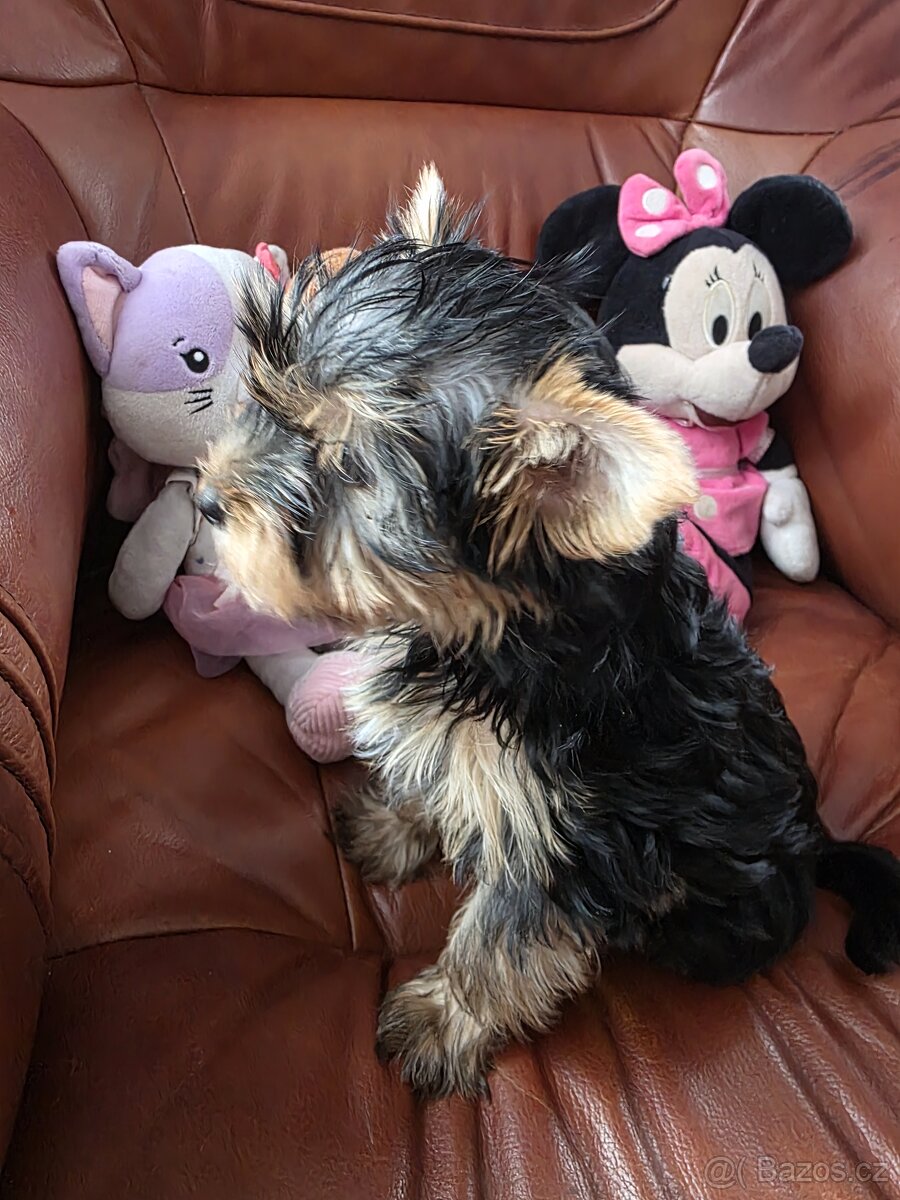 Jorkšířský teriér fenka s PP - 3