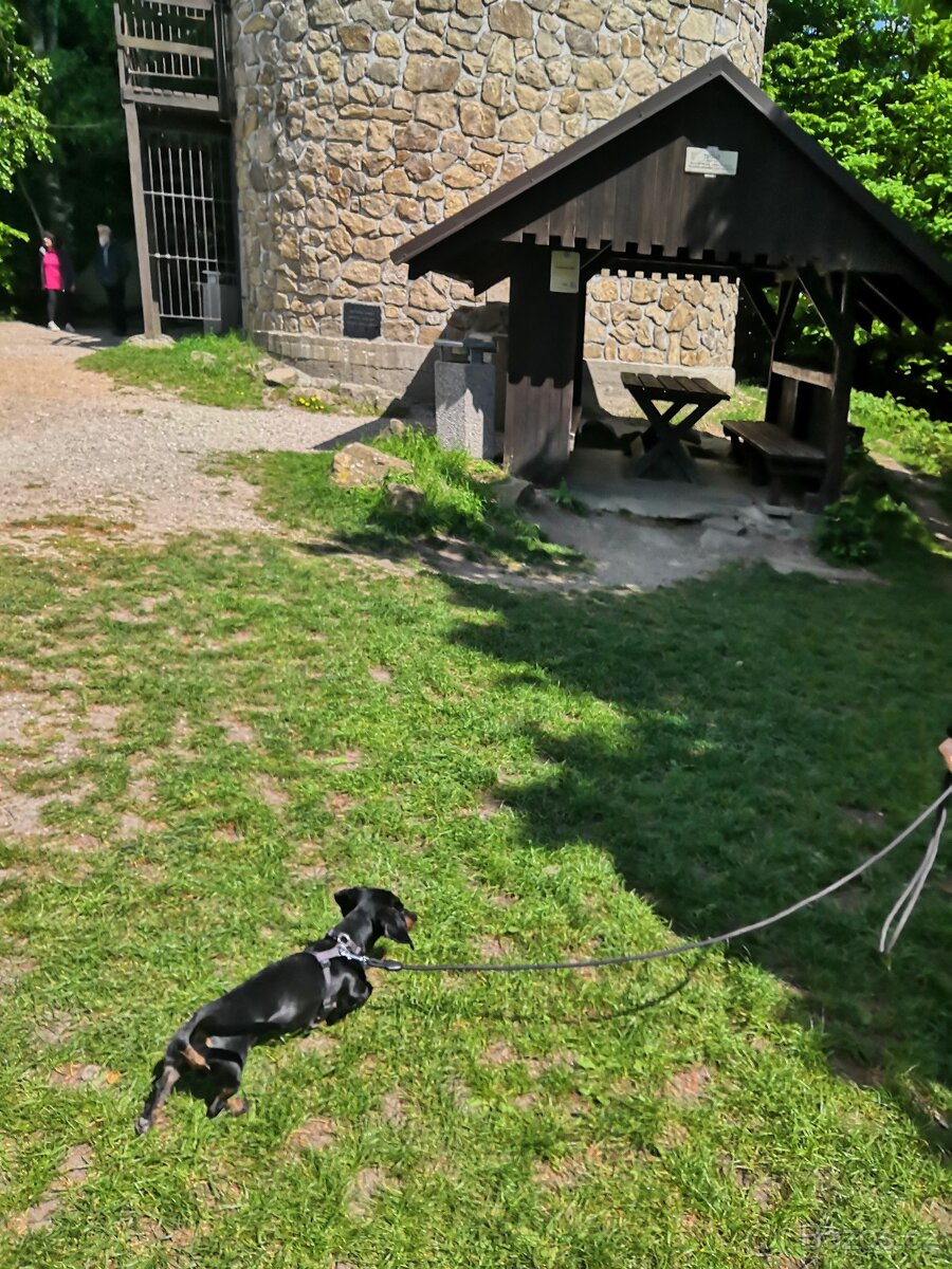 Trpasličí jezevčík - 3