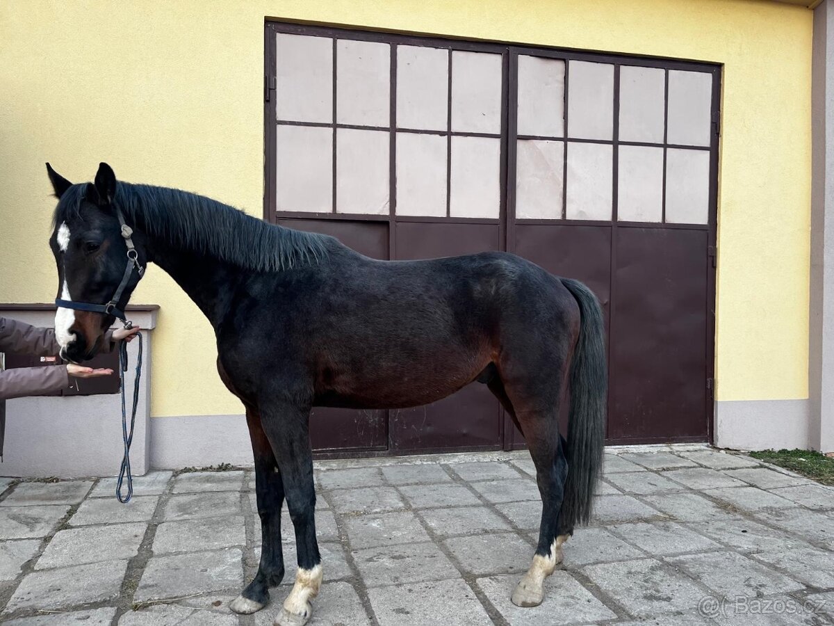 mladý valach po Corlensky Ruf - 3