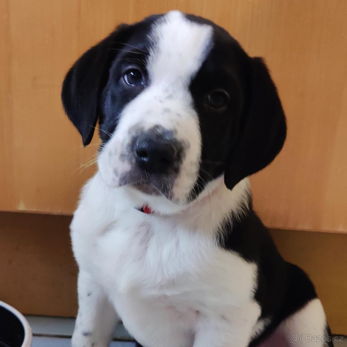 2-měsíční štěně x dvou plemen s PP - 3