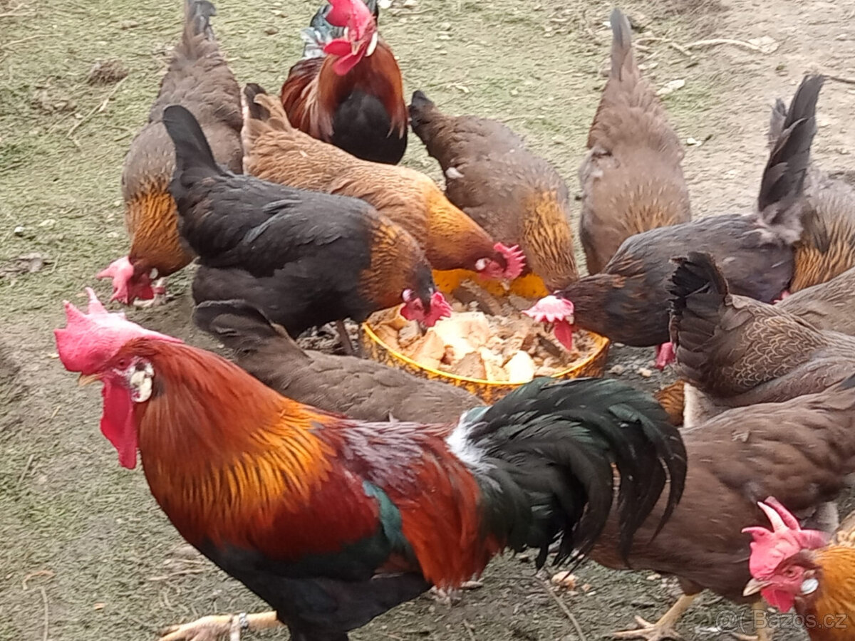 Násadová vejce - 3