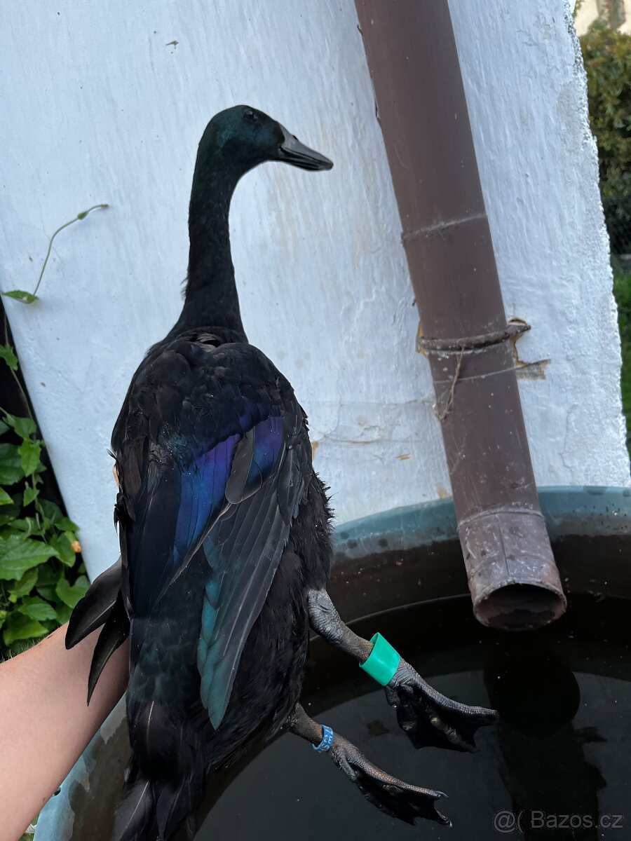 Násadová vejce - 3