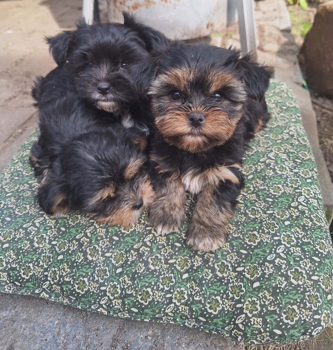 Jorkšírský teriér - 3