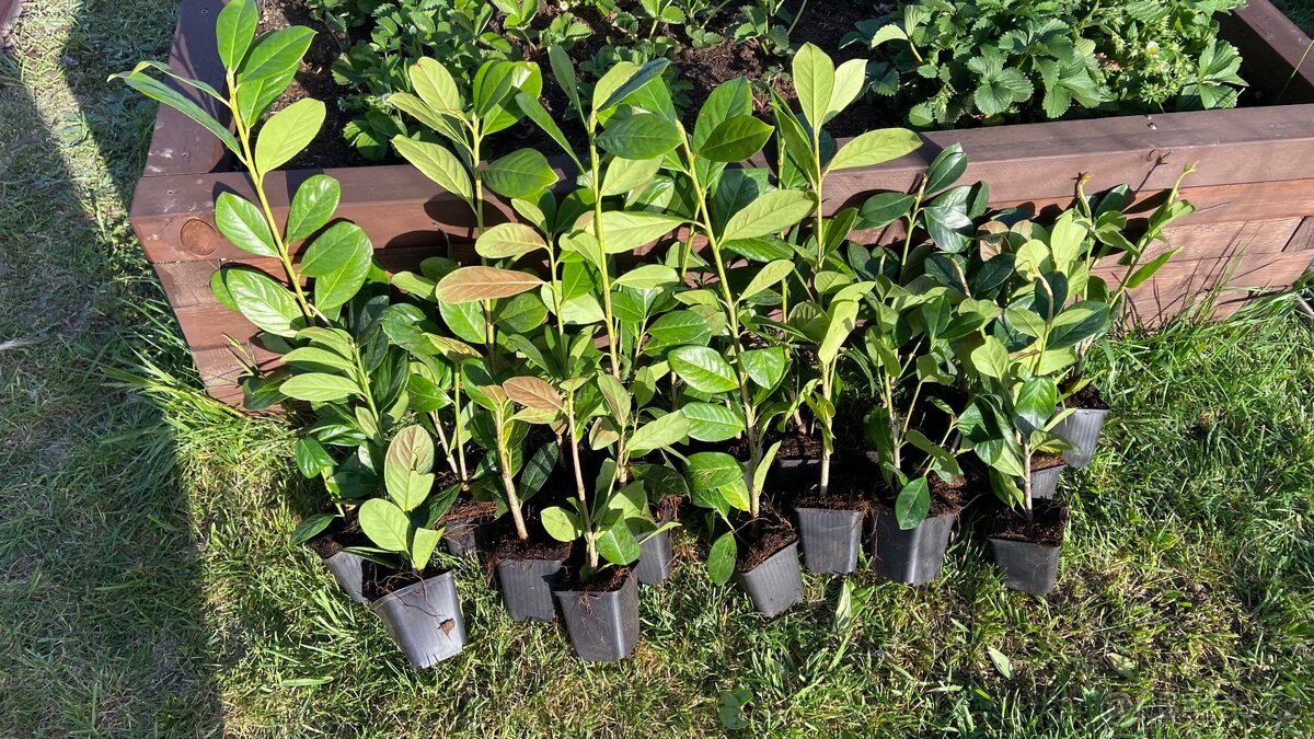 Bobkovišeň Novita - 3