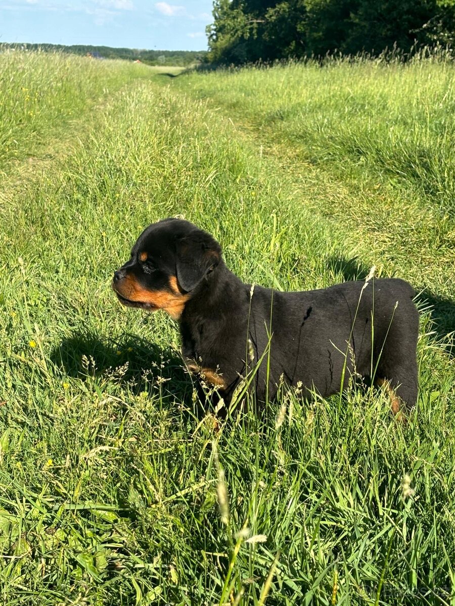 Rotvajler, rtw, rottweiler - 3