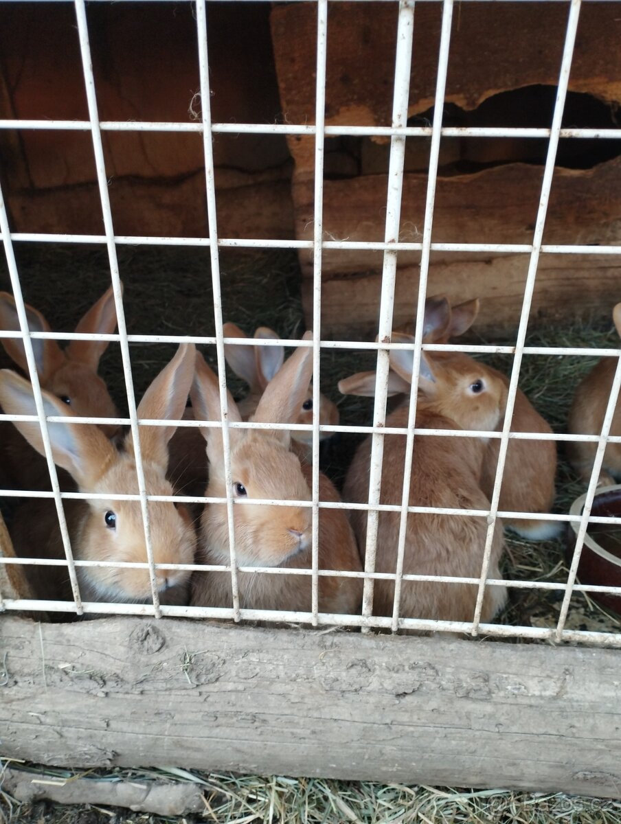 Burgundský králík - 3