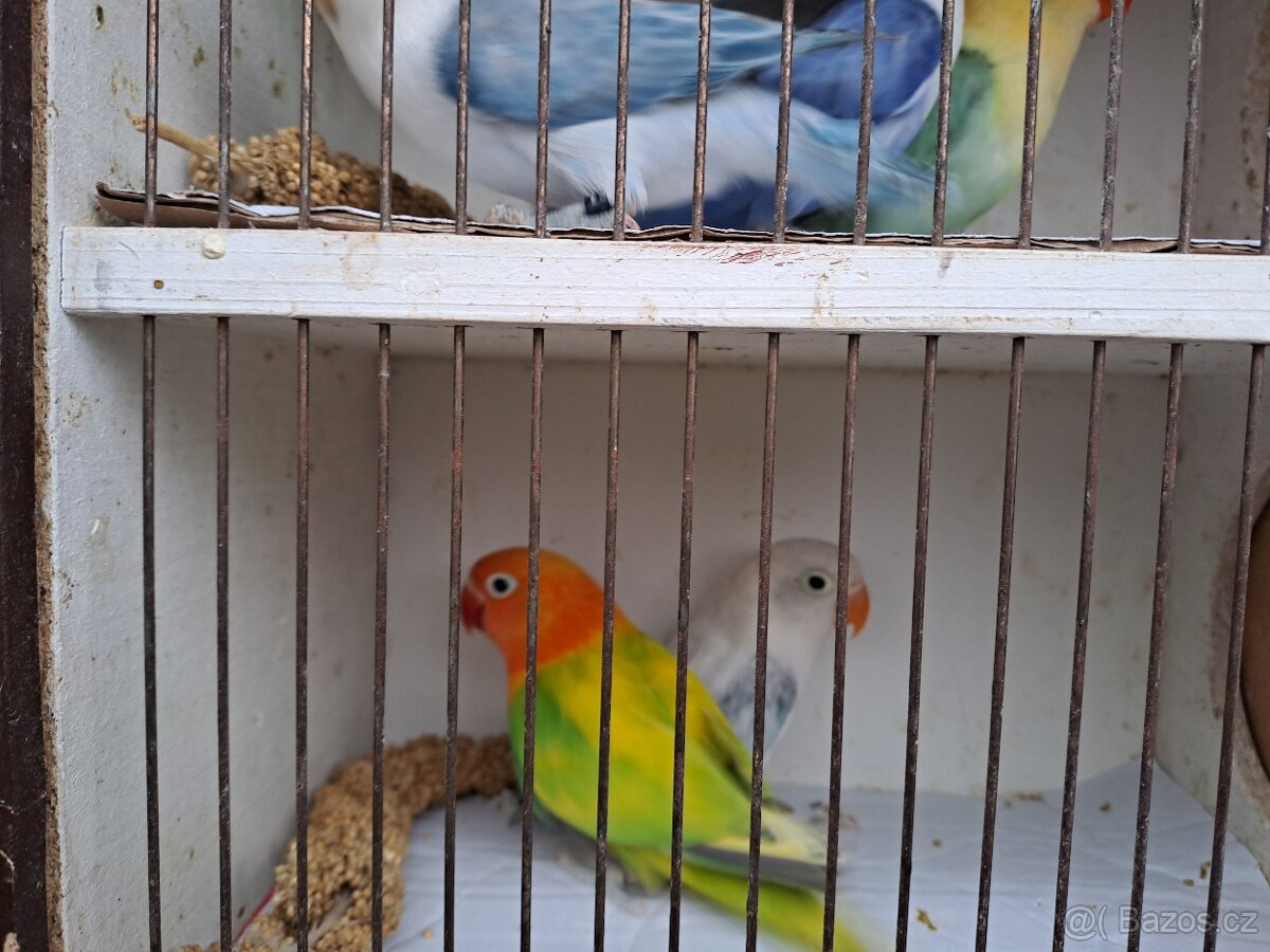 Agapornis fischeri - 3