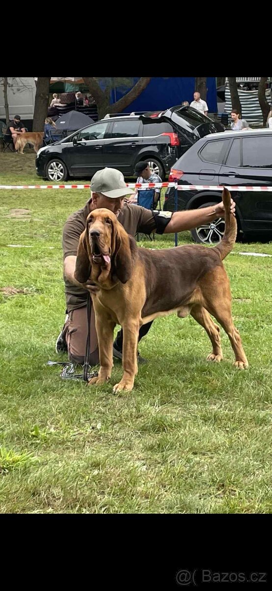 Bloodhound - 3