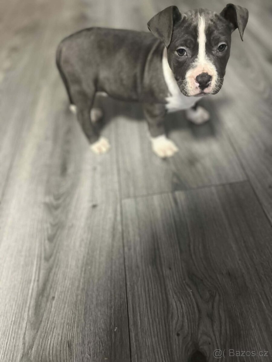 STAFORDŠÍRSKÝ bulteriér - 3