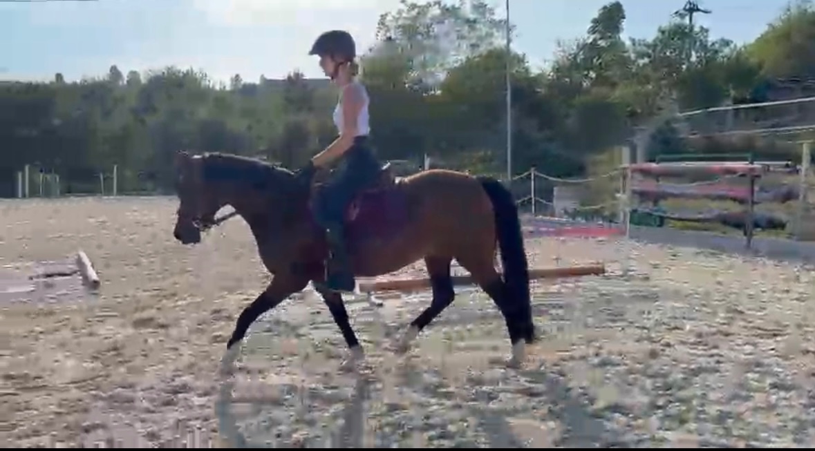 Kobylka Wesh part-bred - 3