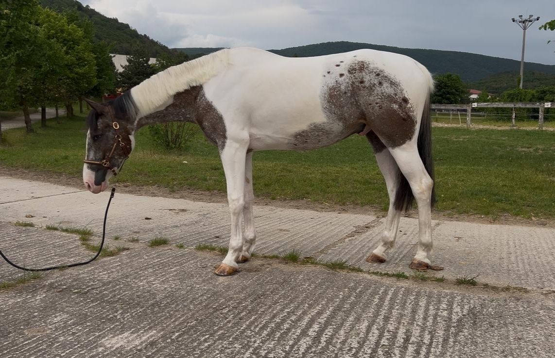 Mladý valach atraktívnej farby - 3