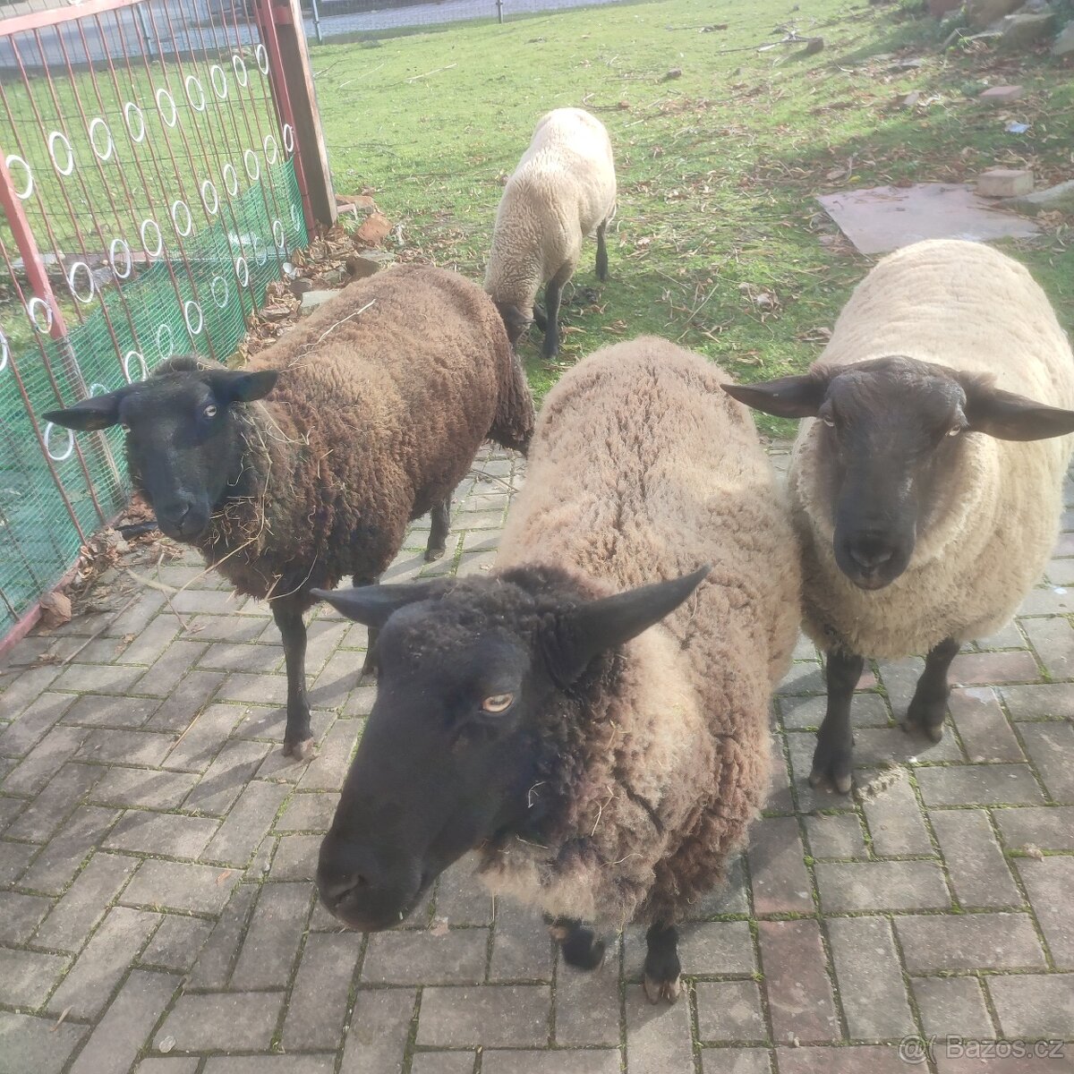 Sufolk 2 barany, 2 ovce Zwartbles - 3