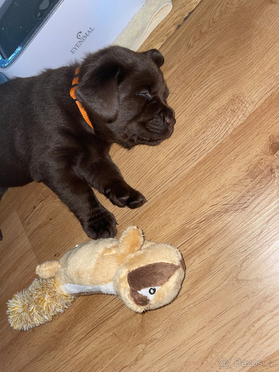 Čokoládová štěňátka labradorského retrívra s PP - 3