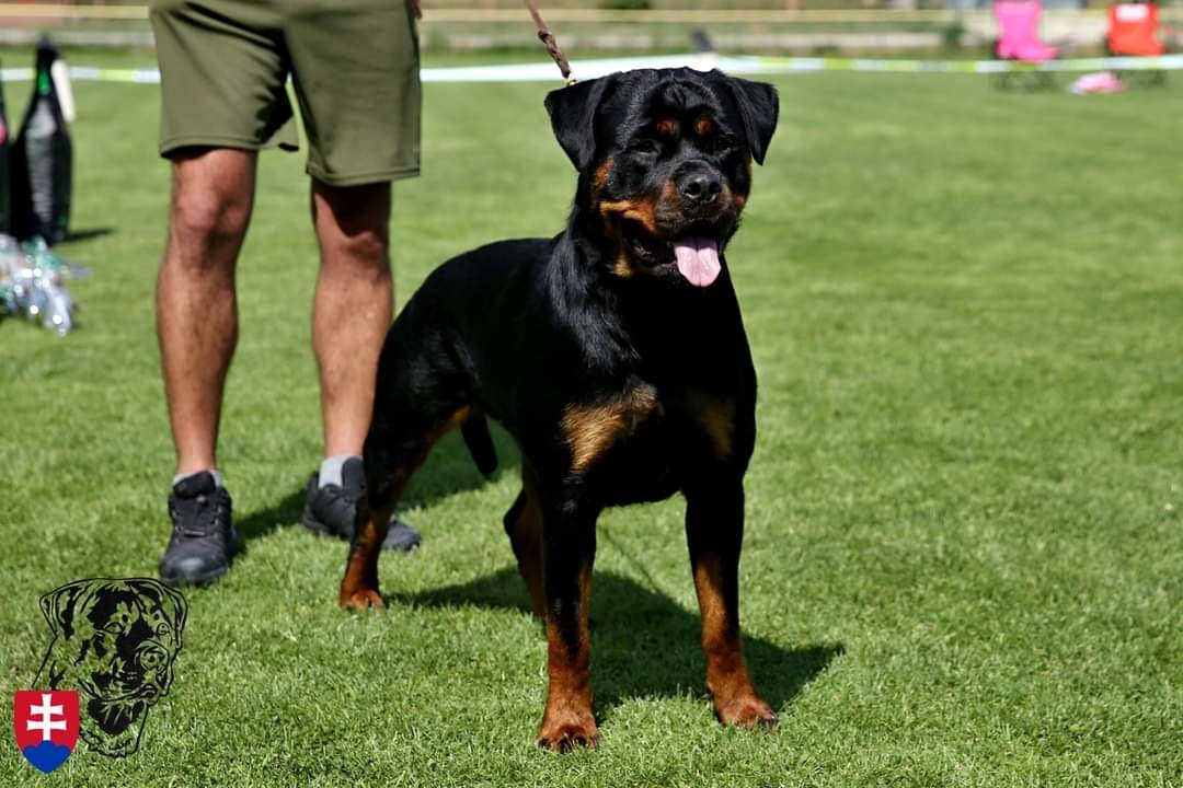 Rottweiler s PP Rotvajler s PP Štěňata rotvajlera s PP Štěňa - 3