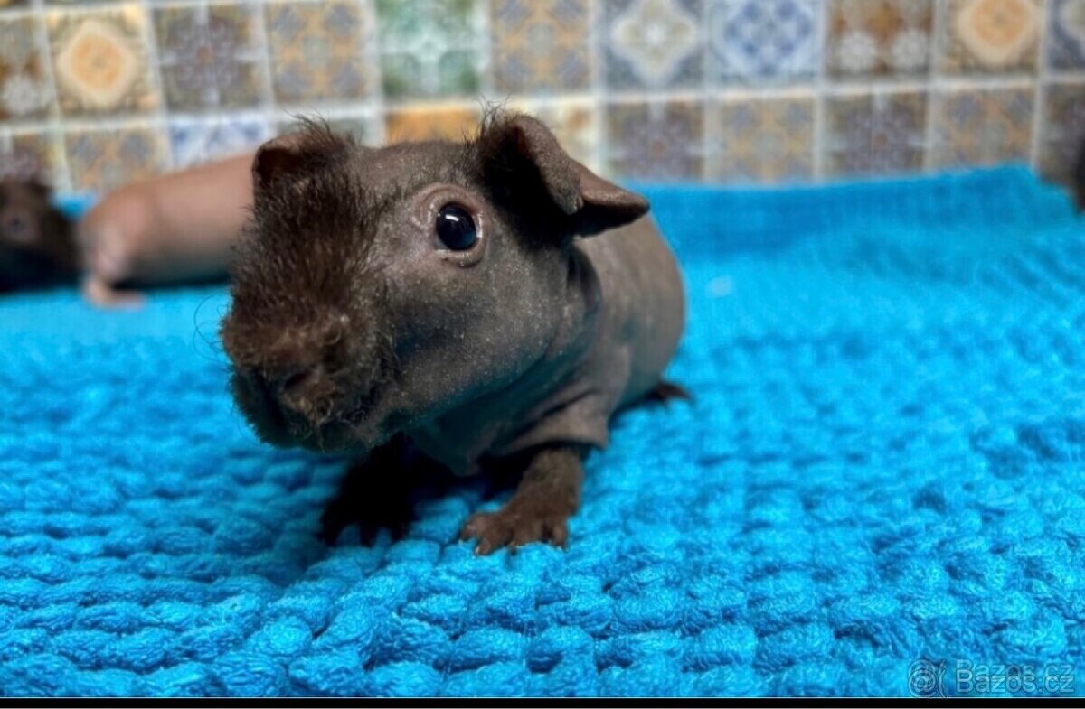 Skinny samečeks PP, mazlík - 3