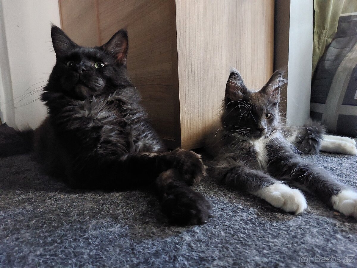 Mainská mývalí kočka s PP - 3