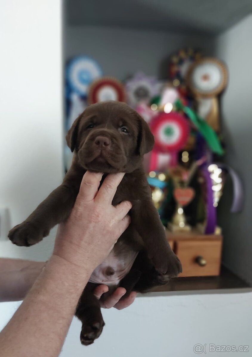 Štěňátka labradora s PP - 3