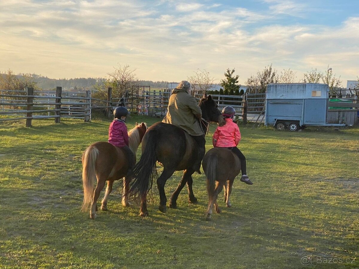 Prodám Welsh moutain pony - 3