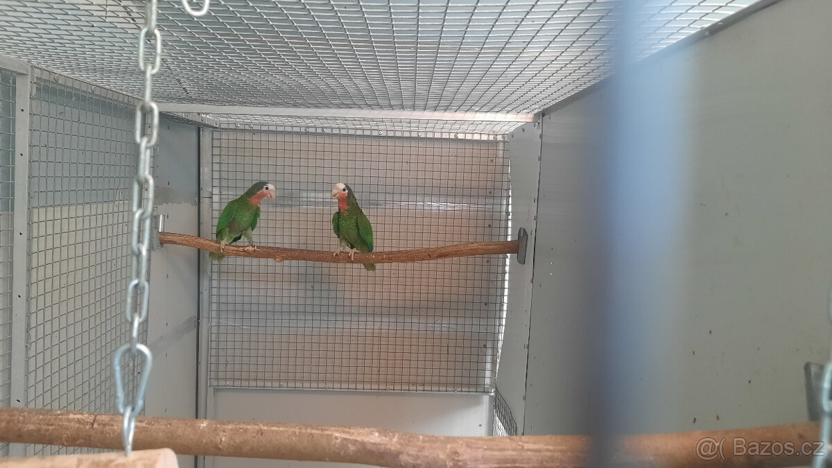 1,1 Amazoňan kubánský - 3