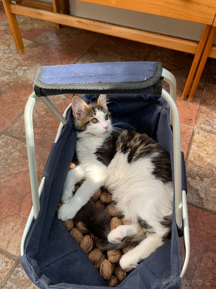 mainská mývalí kočka s PP - 5 měsíců - 3