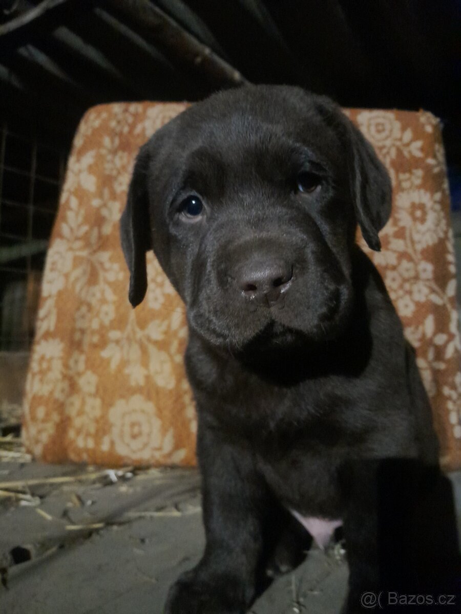 Labradorský retrívr - tmavě hnědá - 3